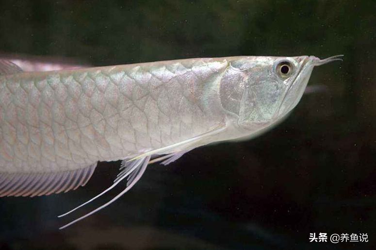 銀龍魚比金龍魚貴嗎（銀龍魚和金龍魚的價格差異）