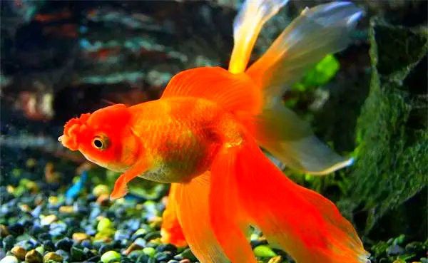 金龍魚能吃葡萄嗎