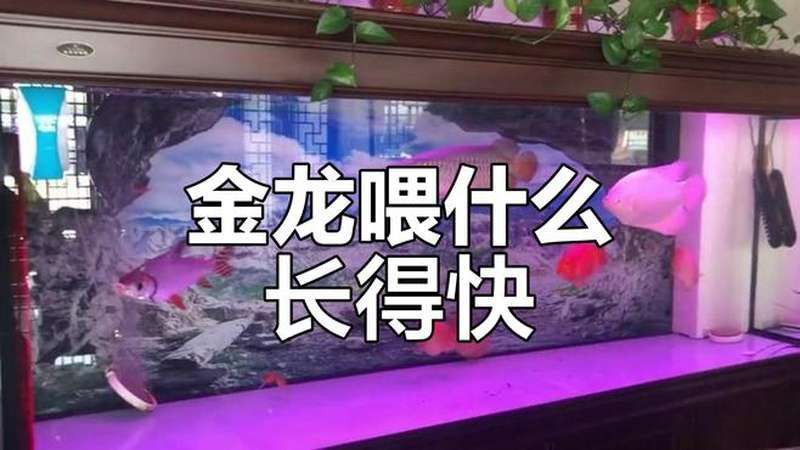 金龍魚能吃葡萄嗎