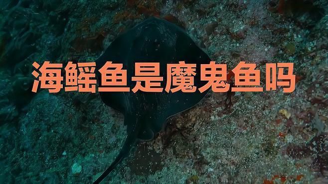 魔鬼魚和鰩魚一樣嗎