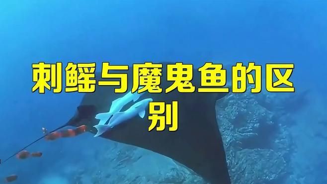 魔鬼魚和鰩魚一樣嗎