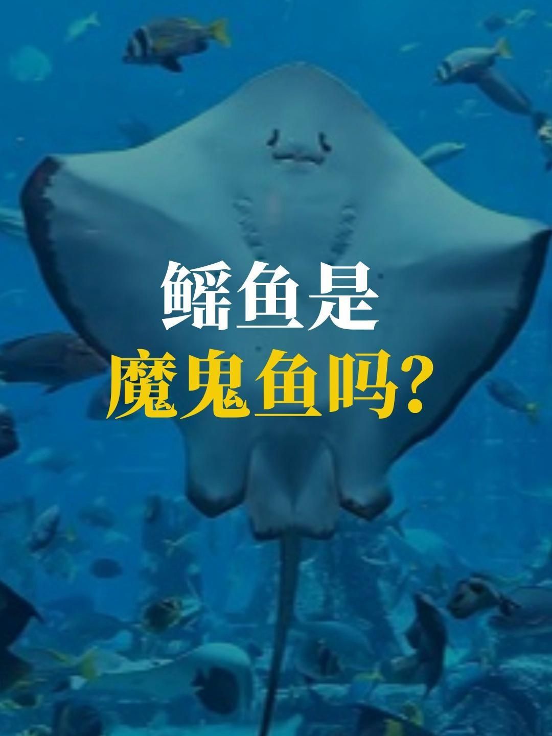 魔鬼魚和鰩魚一樣嗎