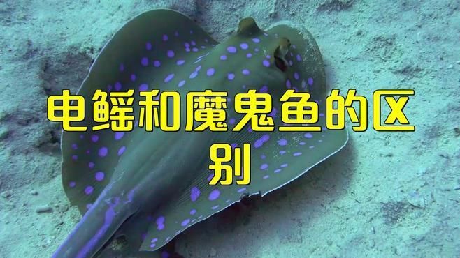 魔鬼魚和鰩魚一樣嗎