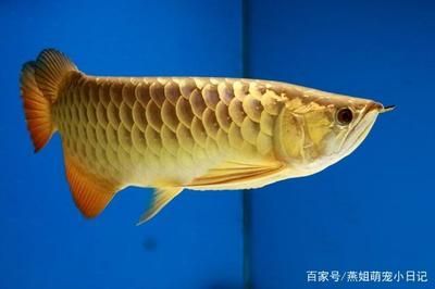 金龍魚活化石：金龍魚作為“魚類活化石”，它們的珍貴性和獨特性使得人們喜愛