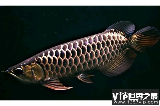 金龍魚活化石：金龍魚作為“魚類活化石”，它們的珍貴性和獨特性使得人們喜愛