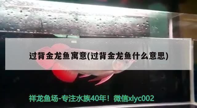 過背金龍魚象征意義