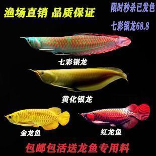 紅龍魚發黃咋回事：紅龍魚為什么會發黃