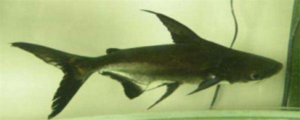 虎頭鯊和龍魚能混養嗎：虎頭鯊和龍魚可以混養嗎