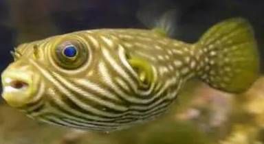 虎頭鯊和龍魚能混養嗎：虎頭鯊和龍魚可以混養嗎