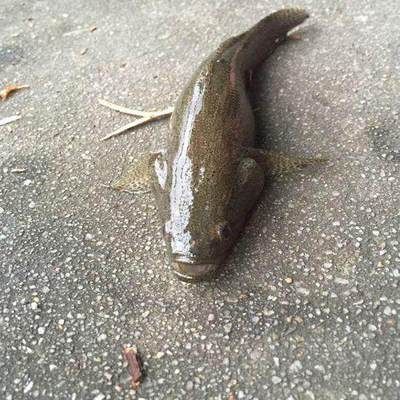 虎頭鯊和龍魚能混養嗎：虎頭鯊和龍魚可以混養嗎