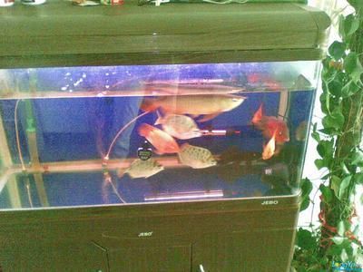 龍魚最小用幾米的缸：龍魚最小的魚缸尺寸是l1.2,w0.6,h0.6米