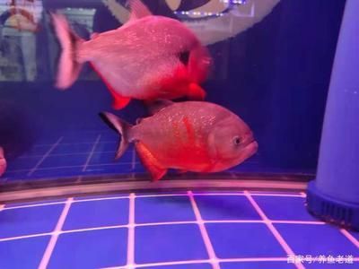 大型孔雀龍魚飼養需要注意水質管理和混養魚類的選擇：大型孔雀龍魚是一種具有攻擊性的魚類