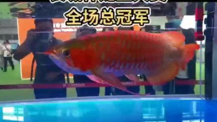 龍魚比賽比的是什么【龍魚比賽比的是什么，】