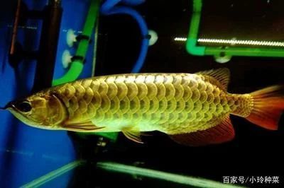 龍魚的形象和特征在不同的文化和歷史背景下有著不同的描述和理解：龍魚的形態和特征在不同的文化和歷史背景下有著不同的描述和理解