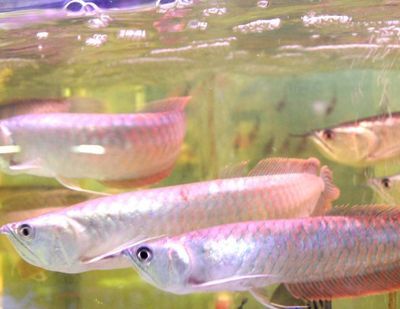 養銀龍魚的寓意和象征意義：養銀龍魚有什么風水寓意？
