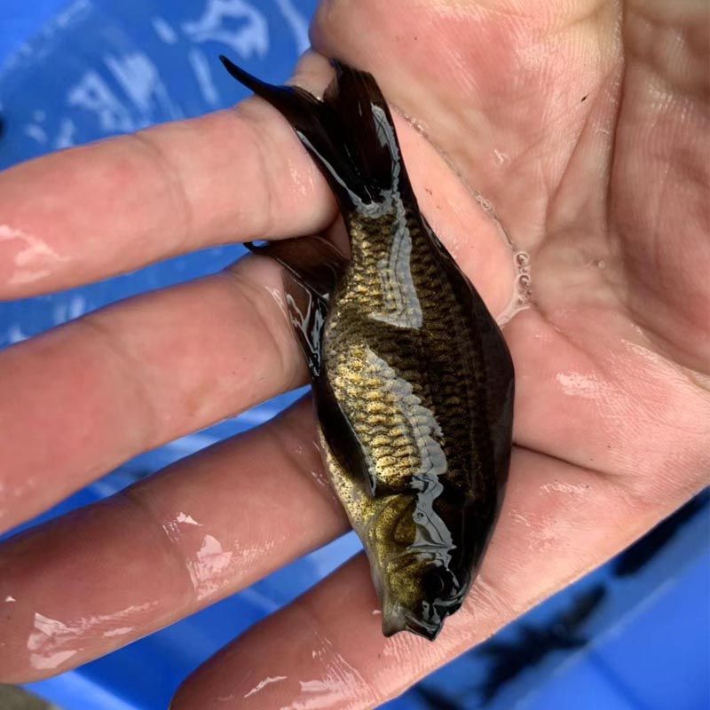 龍魚魚苗價格在2000-8000元之間的價格一般多少錢一條：龍魚苗價格如何選擇