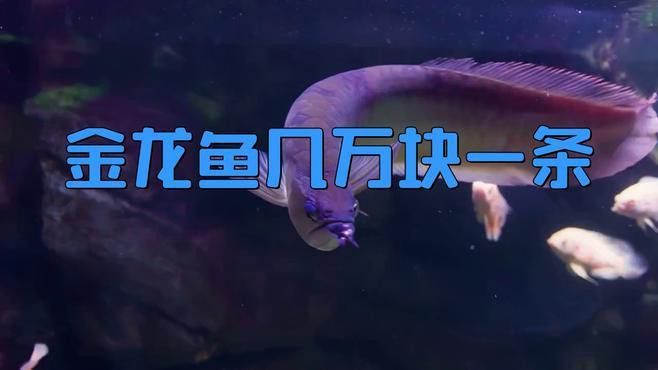 藍底金龍魚的市場價格走勢