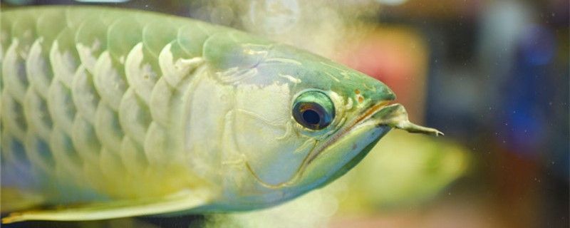 龍魚可以和錦鯉魚一起養么：如何改善龍魚生活環境,錦鯉魚的飼養技巧分享,龍魚攻擊行為的預防方法