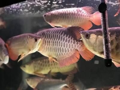 養龍魚花費大嗎為什么那么多：養龍魚的花費主要涉及到以下幾個方面