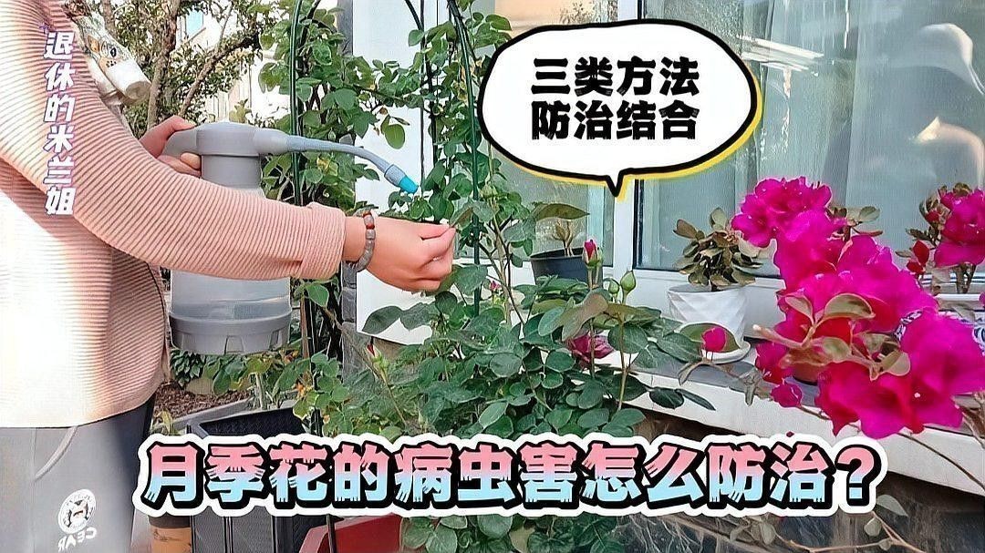 紅龍月季的病蟲害防治
