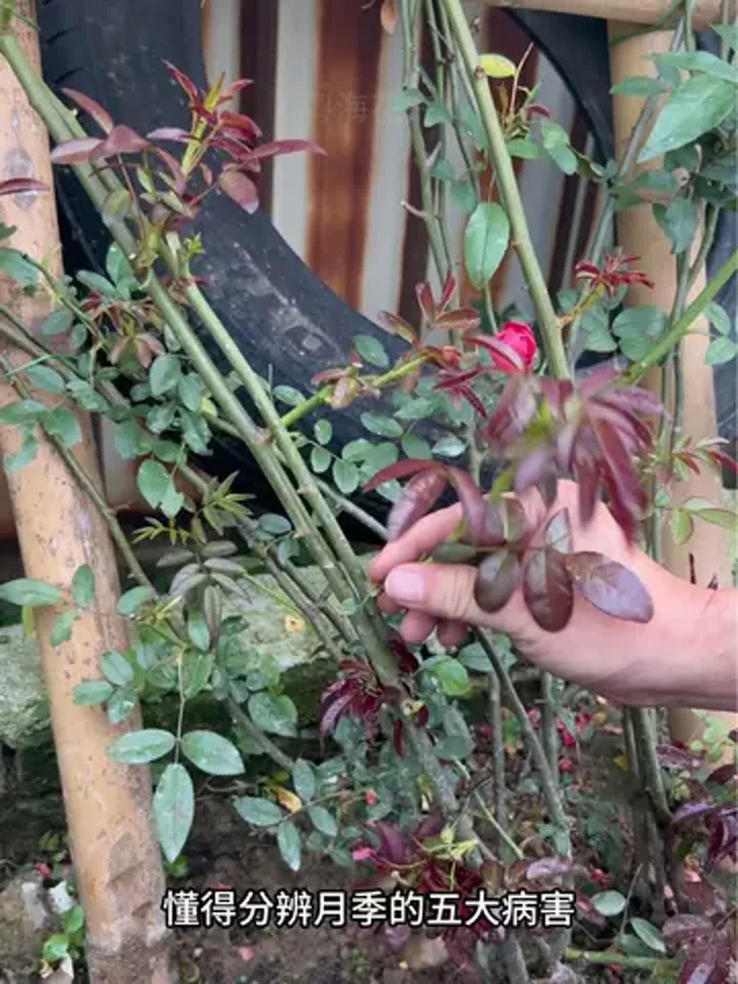紅龍月季的病蟲害防治