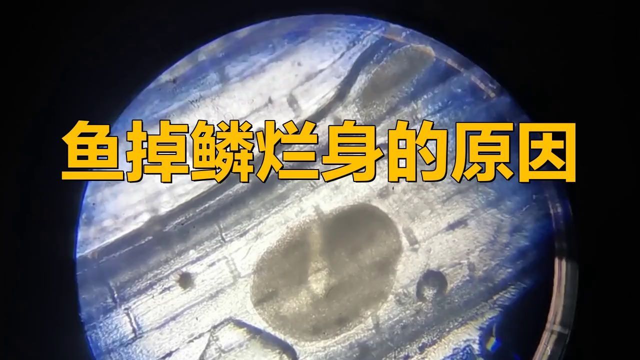 如何判斷魚鱗片脫落和潰爛的原因？