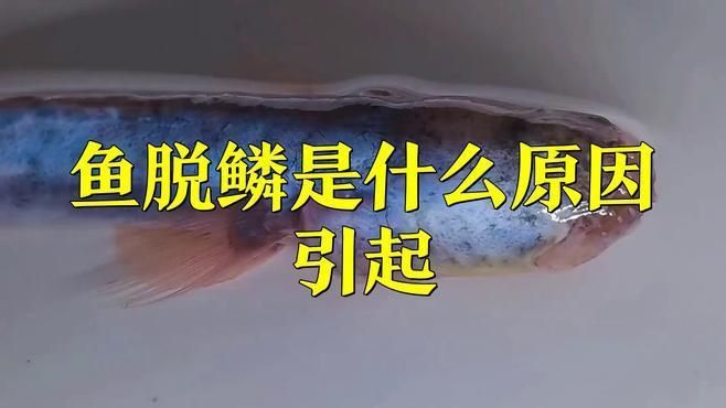 如何判斷魚鱗片脫落和潰爛的原因？