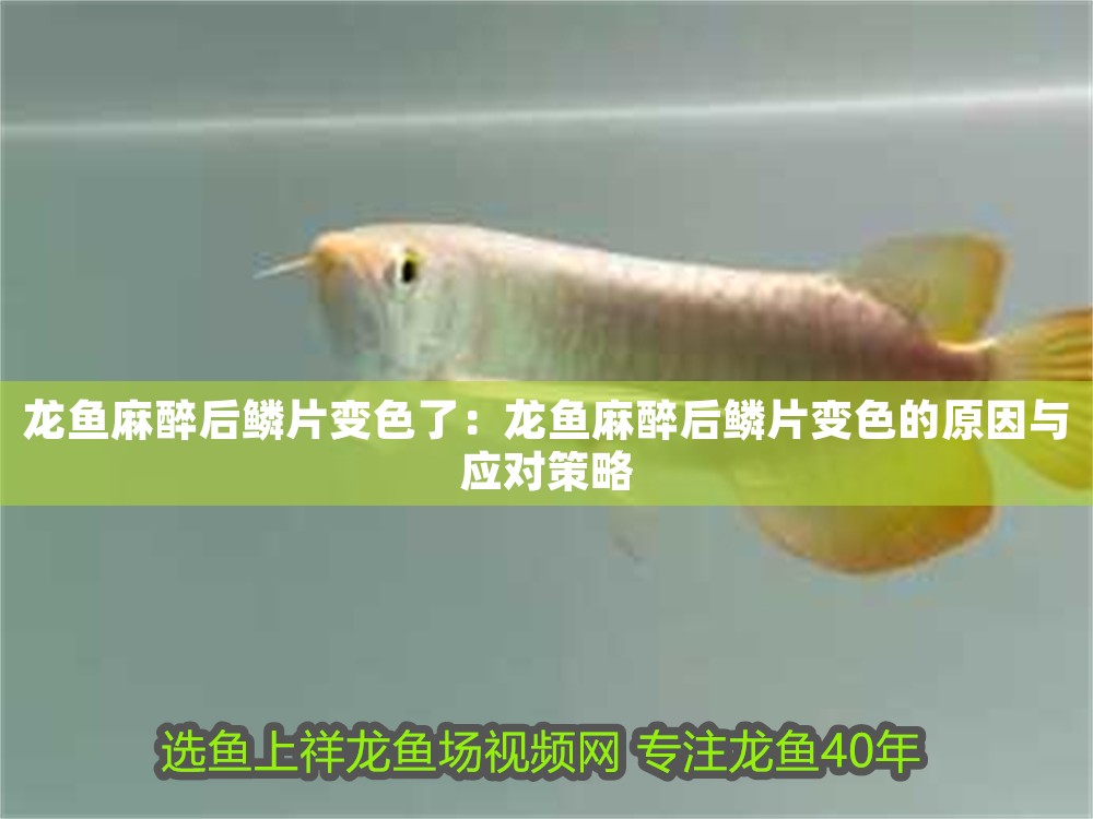 龍魚麻醉后鱗片變色了：龍魚麻醉后鱗片變色的原因與應對策略