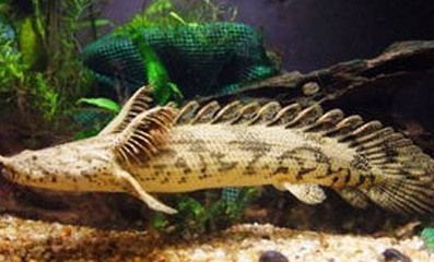 龍魚看到人害怕撞缸：水族館工作人員或獸醫或獸醫龍魚撞缸后的緊急處理步驟