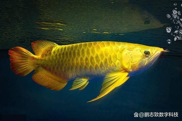 金龍魚總是撞缸怎么回事兒