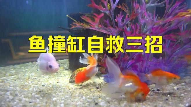 金龍魚總是撞缸怎么回事兒