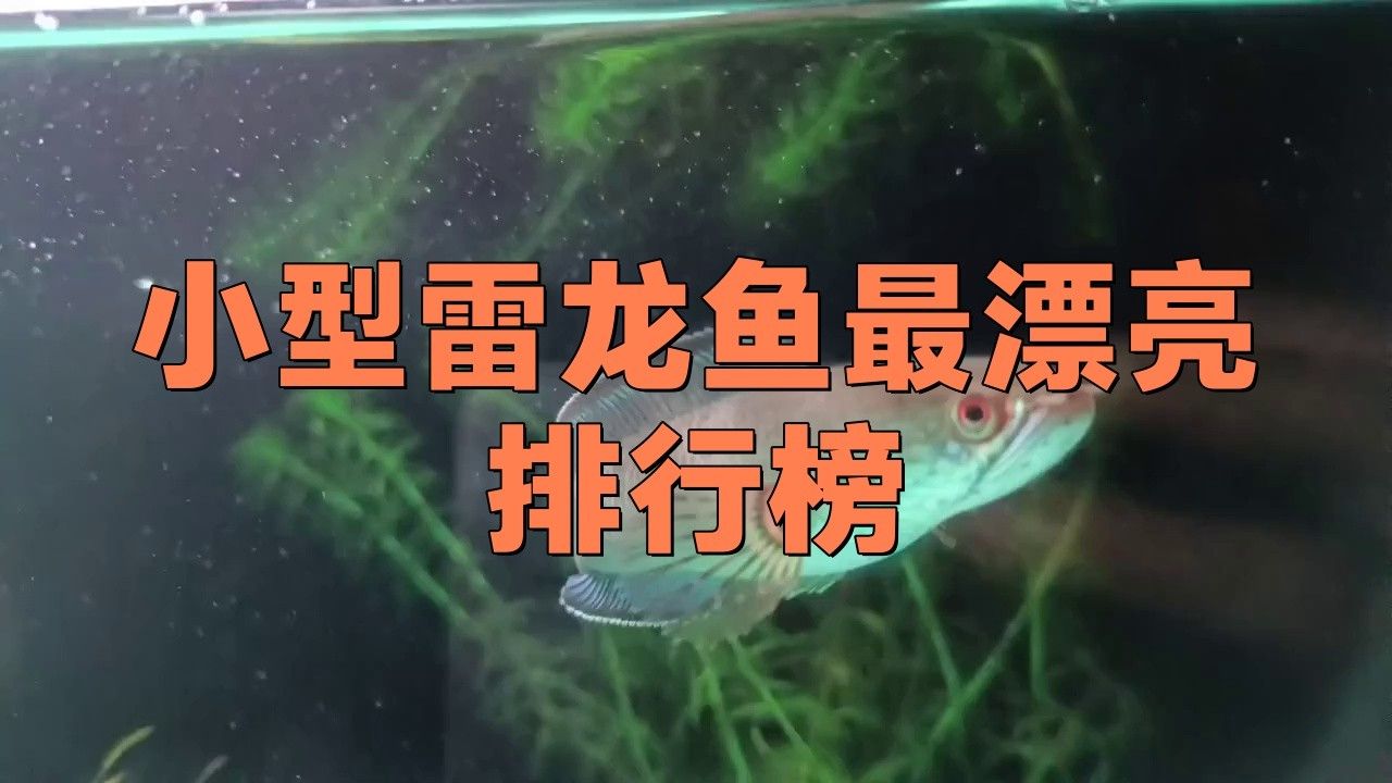 什么品種的龍魚最小最好看