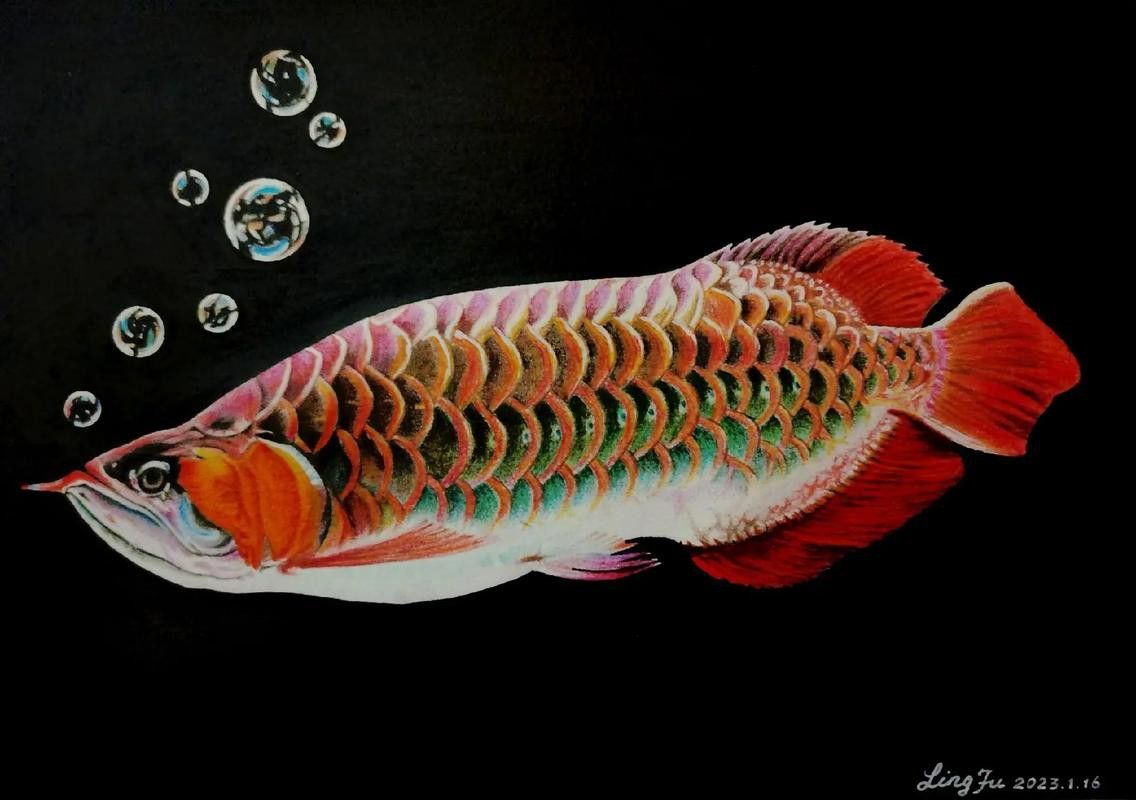 畫金龍魚的圖片大全