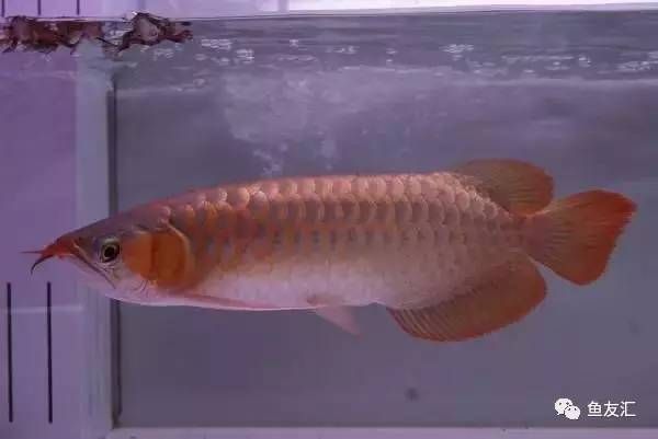 龍魚越大越貴嗎為什么：為什么龍魚的價格越大越貴？