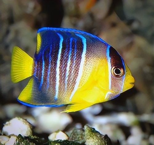 銀龍魚被地圖魚咬掉鱗了