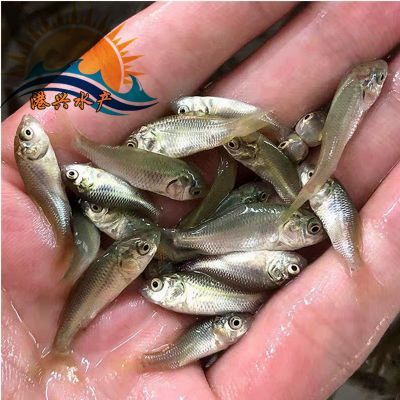 龍魚苗活體：關于龍魚苗活體的詳情
