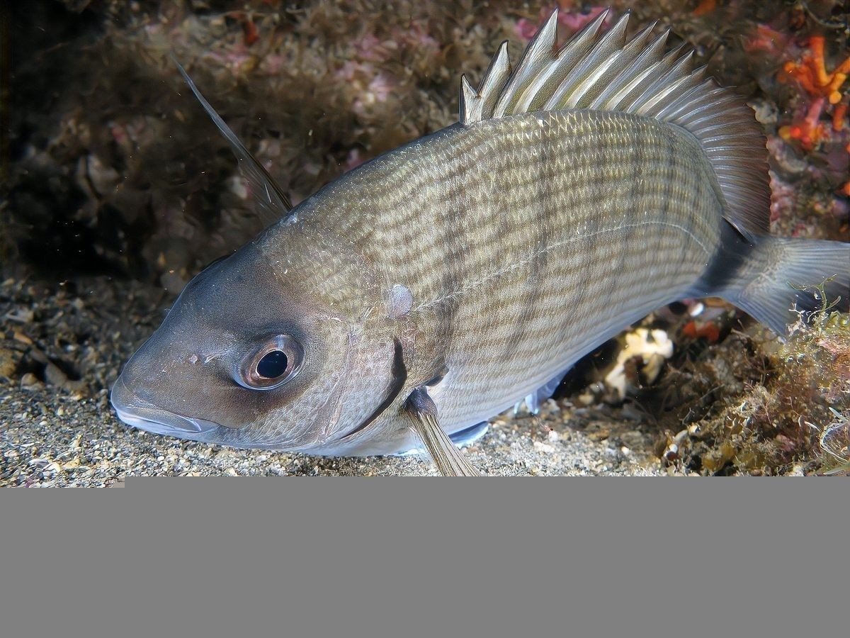 雷龍魚大小