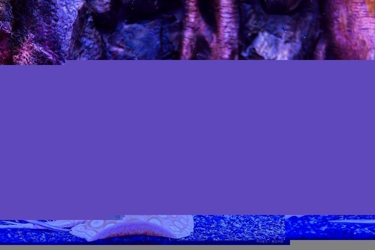 龍魚(yú)照片中哪種細(xì)節(jié)最難拍攝？