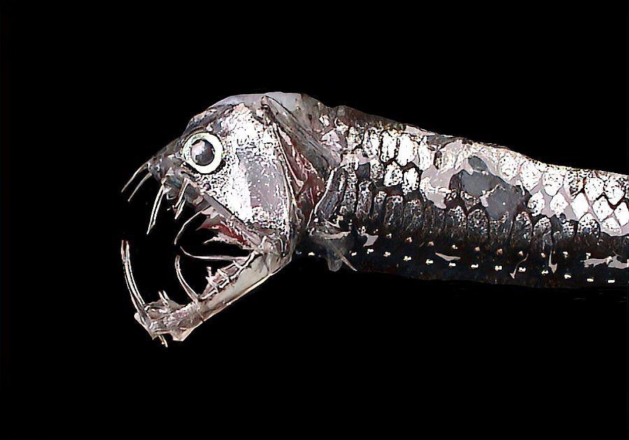 龍魚(yú)照片中哪種細(xì)節(jié)最難拍攝？