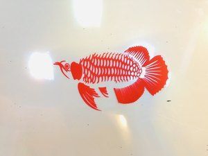 龍魚背景紙什么樣的好用又實惠：龍魚背景紙什么樣的好用又實惠又實惠的龍魚背景紙