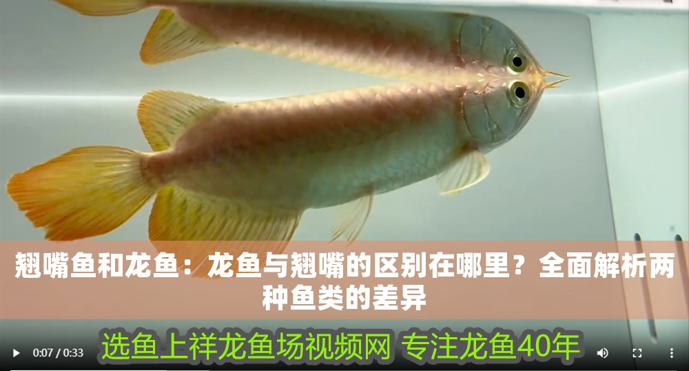 翹嘴魚和龍魚：龍魚與翹嘴的區(qū)別在哪里？全面解析兩種魚類的差異