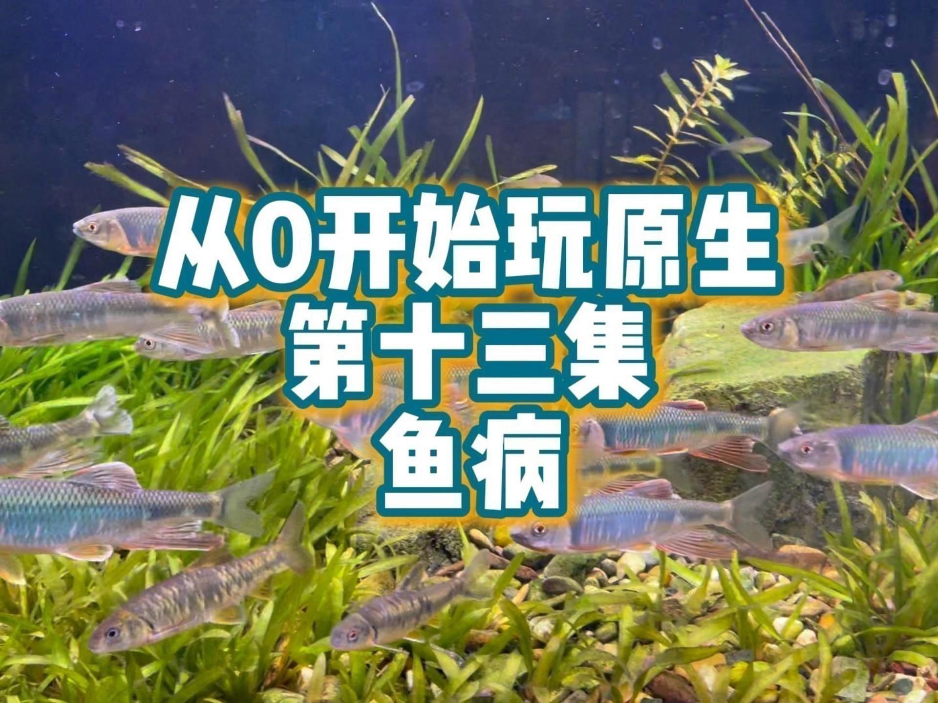如何判斷魚兒是否生病？
