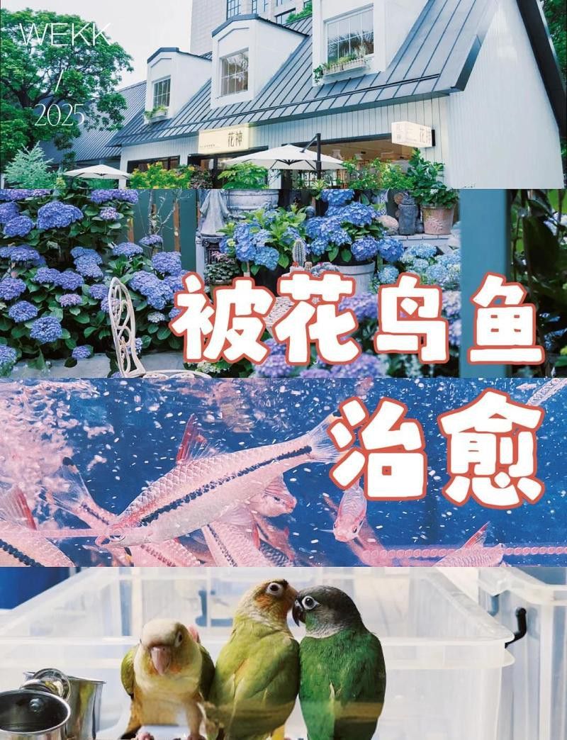 深圳龍魚批發(fā)在哪里進(jìn)貨
