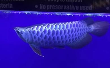 龍魚用多少k的燈合適釣：龍魚用多少k的燈合適