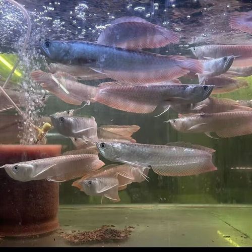 紅金龍魚值多少錢