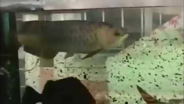 金龍魚擦缸的行為可能由多種原因引起：金龍魚擦缸的原因有哪些