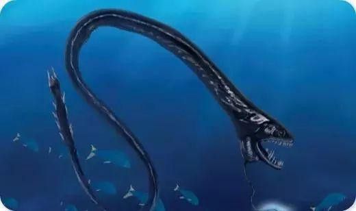 深海龍魚的圖片大全集