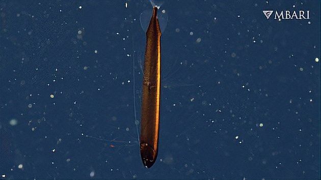 深海龍魚的圖片大全集