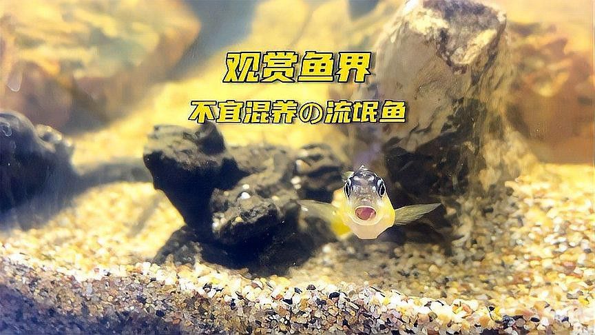 六角恐龍魚是觀賞魚嗎