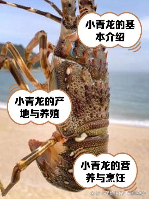 如何挑選新鮮的小青龍？